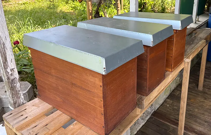 Bienenableger im Frühling bei bester Tracht für optimalen Start