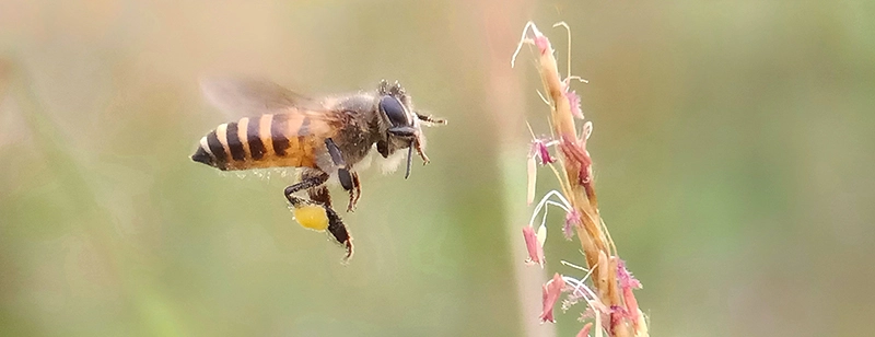 Sammelbiene im Flug mit gelben Pollenhöschen an den Hinterbeinen