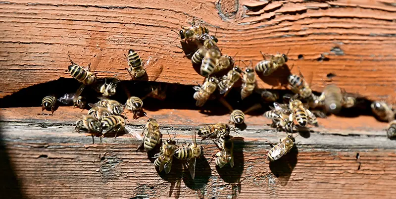 Arbeiterbienen fächeln mit Flügeln am Flugloch für Honigtrocknung