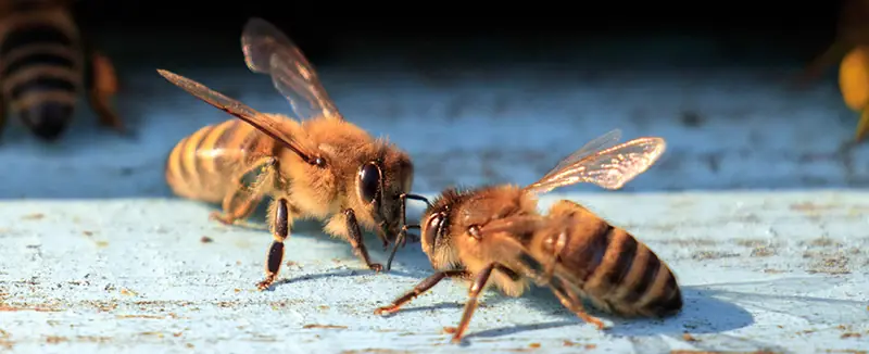 Zwei Bienen bei der Nektarübergabe von Mund zu Mund im Stock