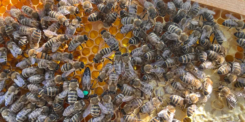 Junge markierte Königin auf Wabe im Bienenableger gut erkennbar