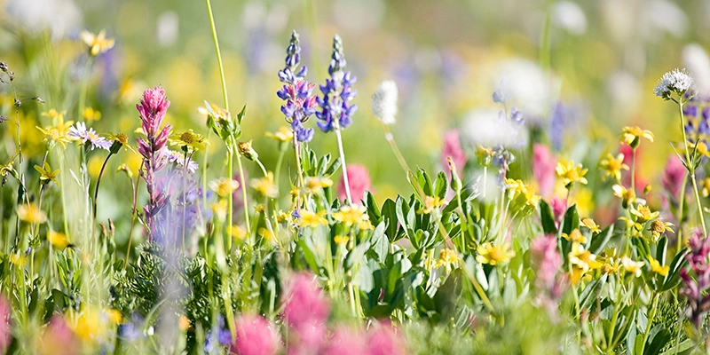 Bienenweide in Thüringen – Blühwiese für heimische Bienen anlegen Bunte Bienenweide mit heimischen Wildblumen und Bienen in Thüringen