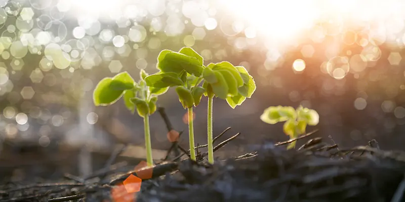 Junge Blütenpflanzen keimen auf frisch angelegter Bienenweide