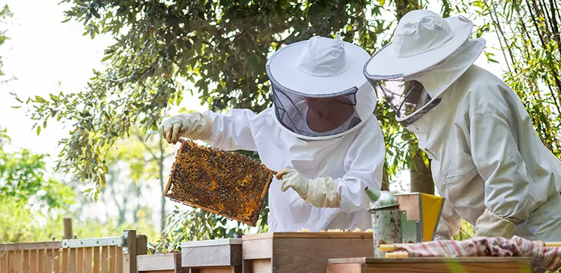 Imker arbeitet mit Bienenvolk - Bienenzucht Produkte kaufen