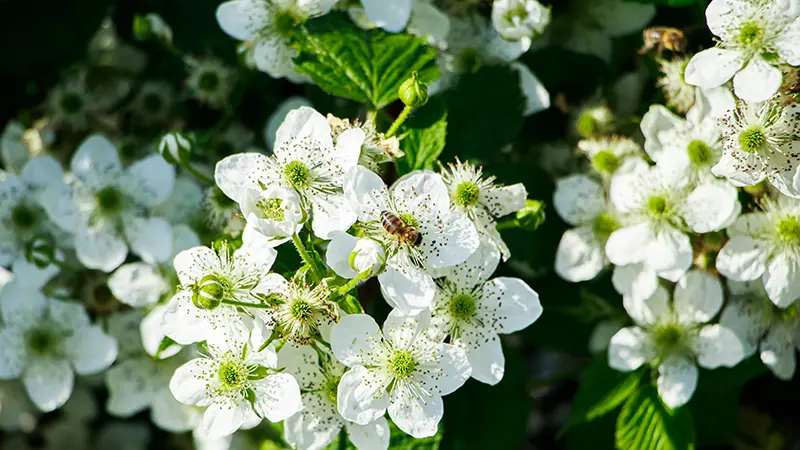 Biene auf weißer Brombeerblüte beim Sammeln von Nektar für Waldblütenhonig