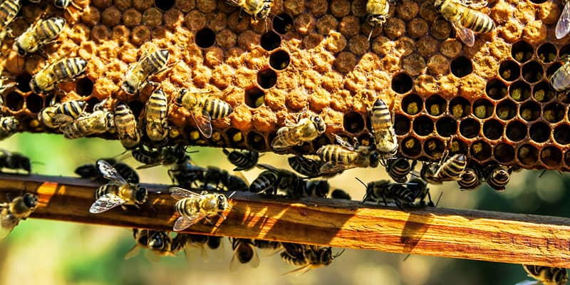 Die Arbeit eines Bienenvolkes für ein Glas Honig