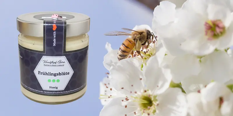 Frühtrachthonig Herstellung – Biene sammelt Nektar an weißer Obstblüte für cremigen Frühtrachthonig aus Gera