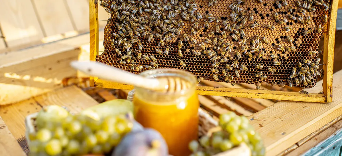 FAQ – Häufige Fragen zu Honig und Imkerei Honigtopf Gera FAQ Seite der Imkerei Honigtopf Gera beantwortet häufige Fragen zu Honig, Bestellung und Imkerei