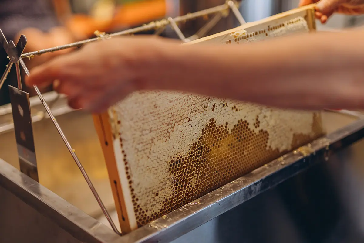 Honigwaben werden schonend per Hand entdeckelt und danach schonend geschleudert, Imkerei Honigtopf Gera