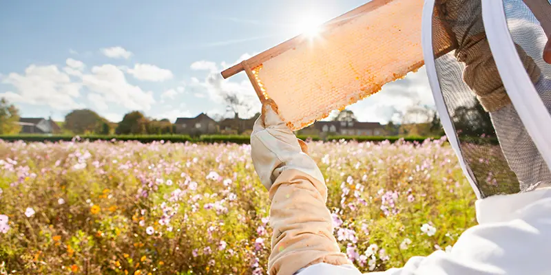 Imker in Schutzkleidung hält verdeckelte Honigwabe zur Kontrolle hoch