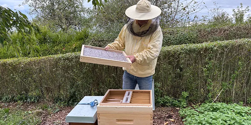 Anfänger-Imker bei erster Wabenkontrolle an kleinem Bienenableger