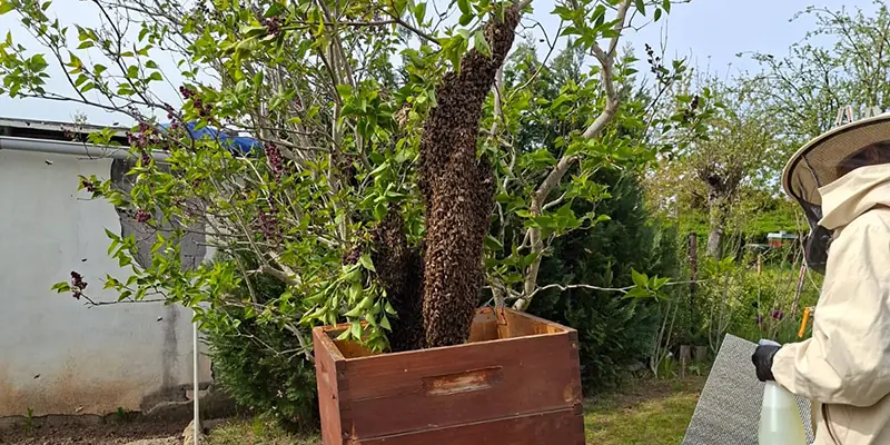 Katrin Genzel beim Einfangen eines Bienenschwarms, Imkerei Honigtopf Gera