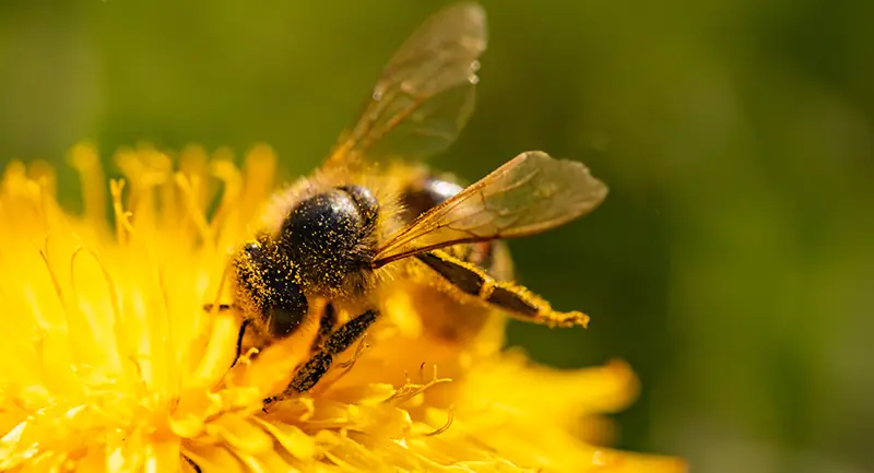 Nahaufnahme Honigbiene sammelt Nektar aus rosa Blüte für Honigproduktion