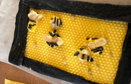 Vorfreude, alles dreht sich um die Bienen