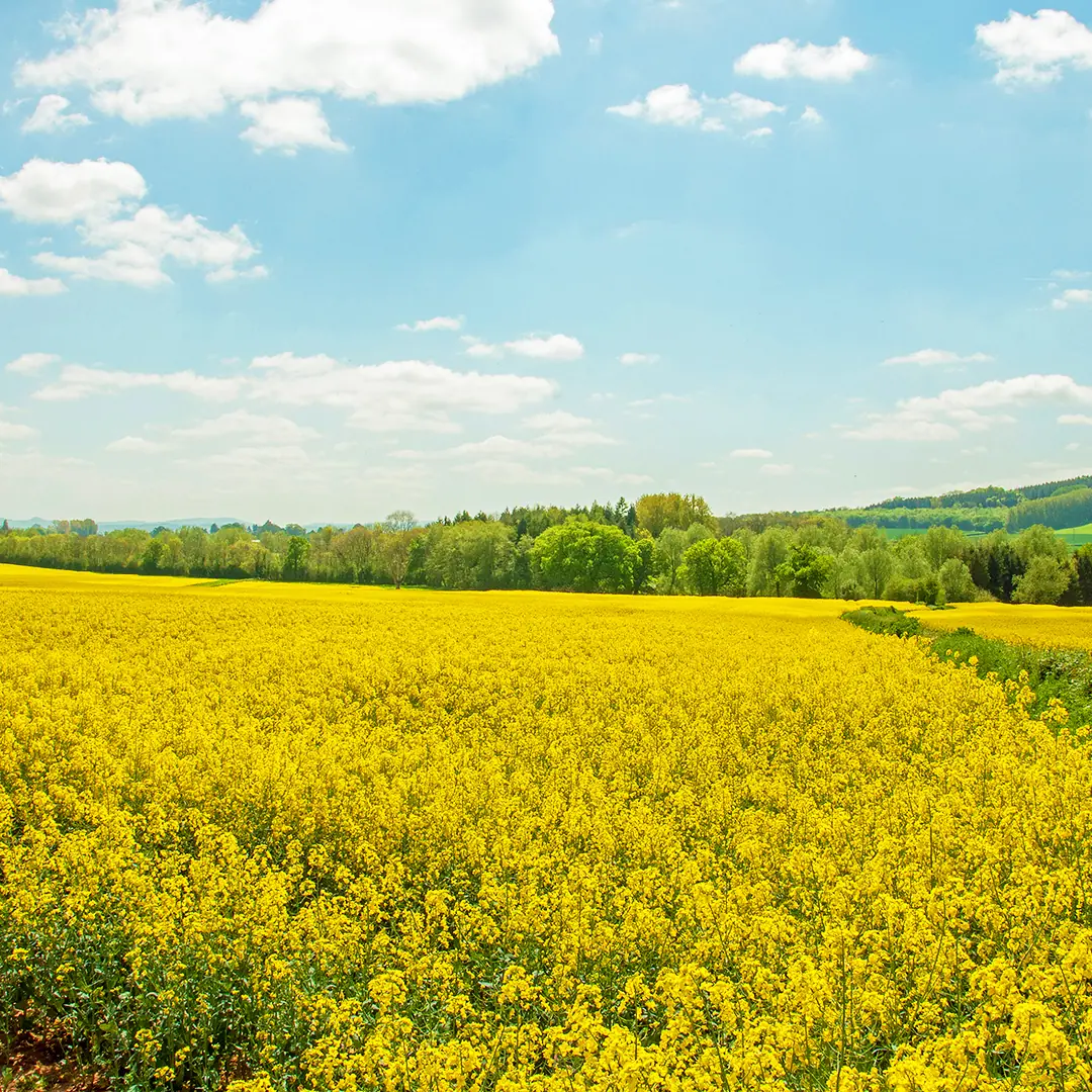 Leuchtend gelbes Rapsfeld in voller Blüte in Thüringen Rapshonig Ernte - Weitläufiges gelbes Rapsfeld in Thüringen