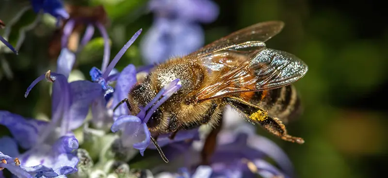 Biene auf blauer Kornblume beim Sammeln von Nektar für Sommerblütenhonig in Gera