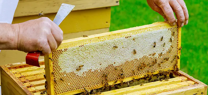 Verdeckelte Honigwaben mit goldgelbem Sommerblütenhonig bei der Ernte in der Imkerei Gera