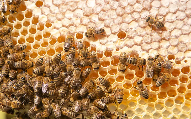 Mehrere Arbeitsbienen auf Honigwaben bei der Verarbeitung von Nektar zu Honig