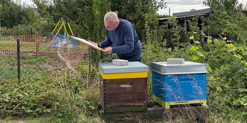Imker kontrolliert Bienenvolk auf hartnäckigen Varroamilbenbefall