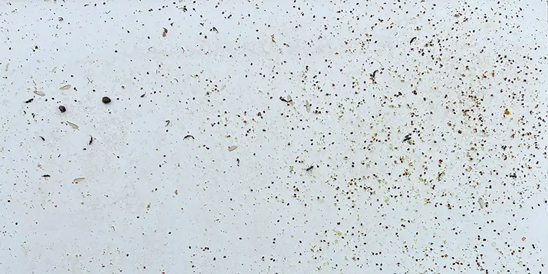 Diagnosewindel mit sichtbarem Varroamilben-Totenfall