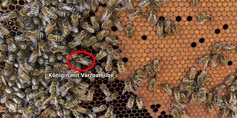 Nahaufnahme einer Varroamilbe auf einer Königin