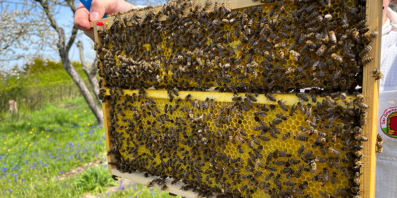 Warnung vor gepanschtem Honig