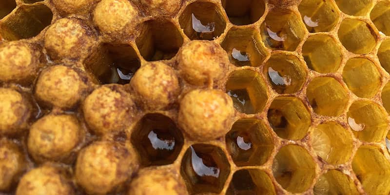 Wie entsteht Honig?