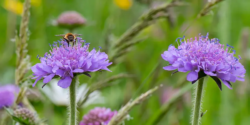 Wildbiene sammelt Nektar auf blauer Kornblume in bienenfreundlicher Wiese